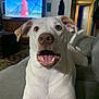 dog, white_dog, indoor, living_room, couch, pet, canine, happy, open_mouth, ears, fur, television, furniture, home_decor, carpet, wall_art, portrait, animal, domestic_animal, cute