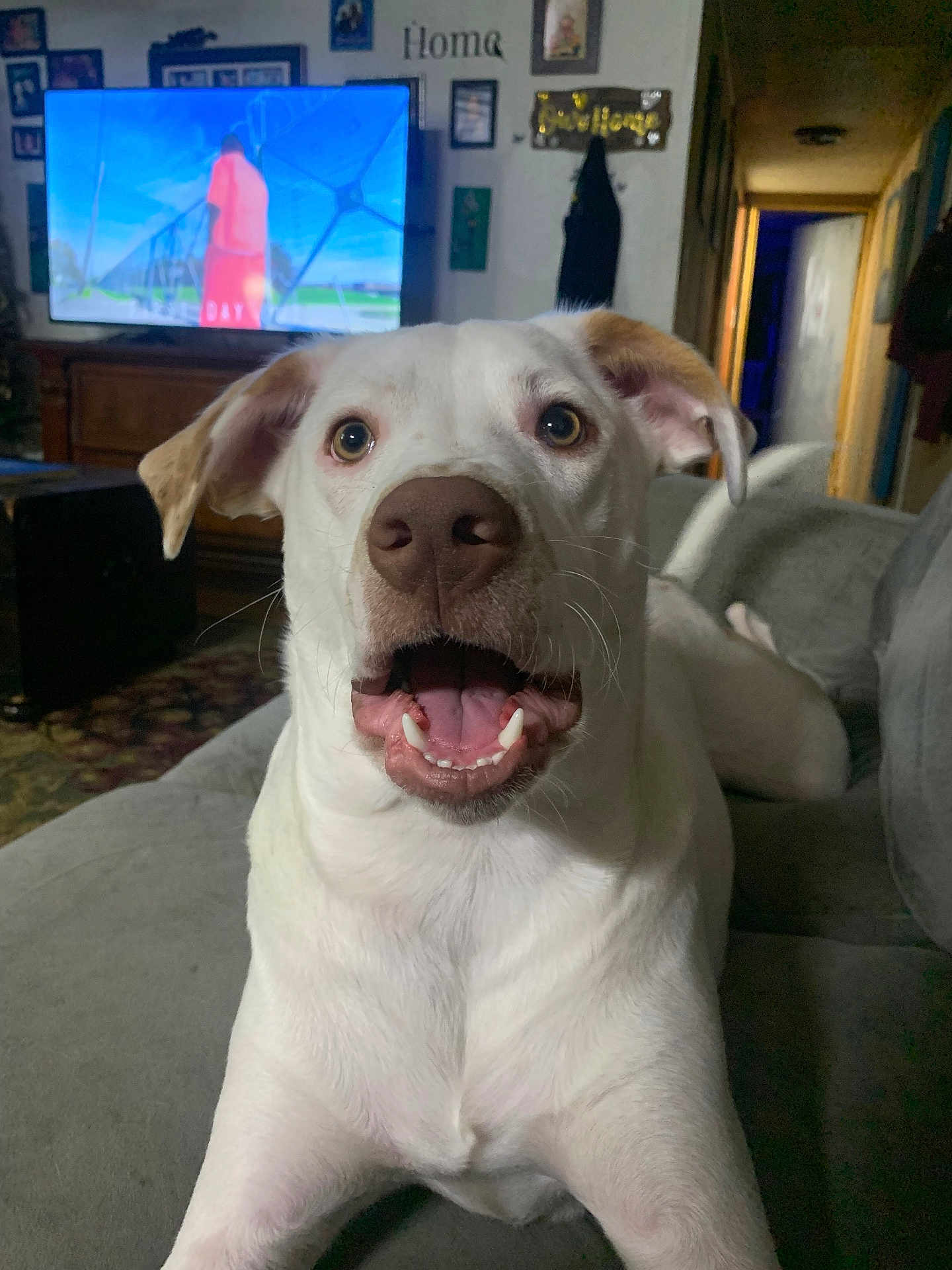 Milo is registered to the contest to win money with this photo: dog, white_dog, indoor, living_room, couch, pet, canine, happy, open_mouth, ears, fur, television, furniture, home_decor, carpet, wall_art, portrait, animal, domestic_animal, cute