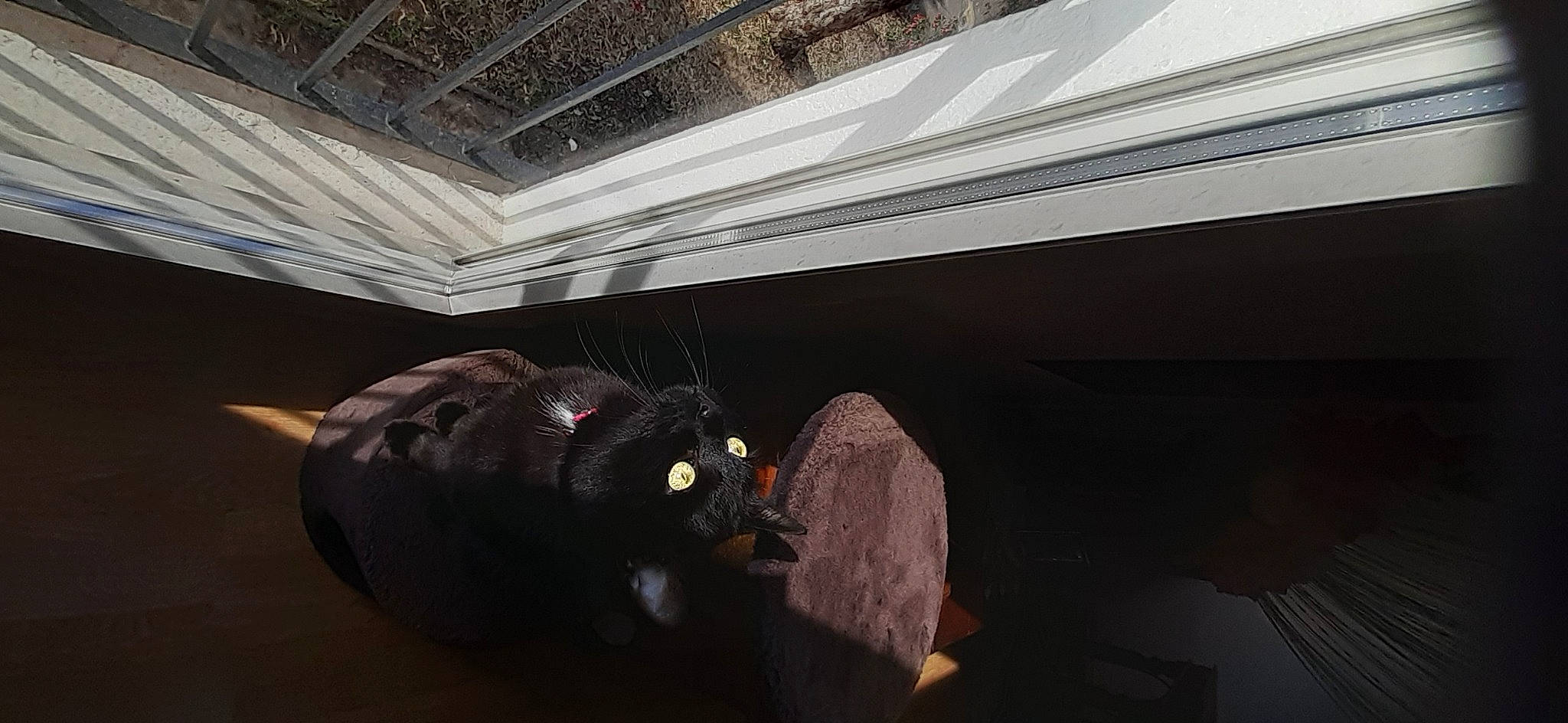 Zamatsu participe au concours pour gagner de l'argent avec cette photo : automotive_design, automotive_exterior, automotive_tire, automotive_wheel_system, bumper, ceiling, darkness, flash_photography, flooring, fun, fur, luxury_vehicle, motor_vehicle, room, tints_and_shades, toy, vegetable, vehicle_door, wood, working_animal