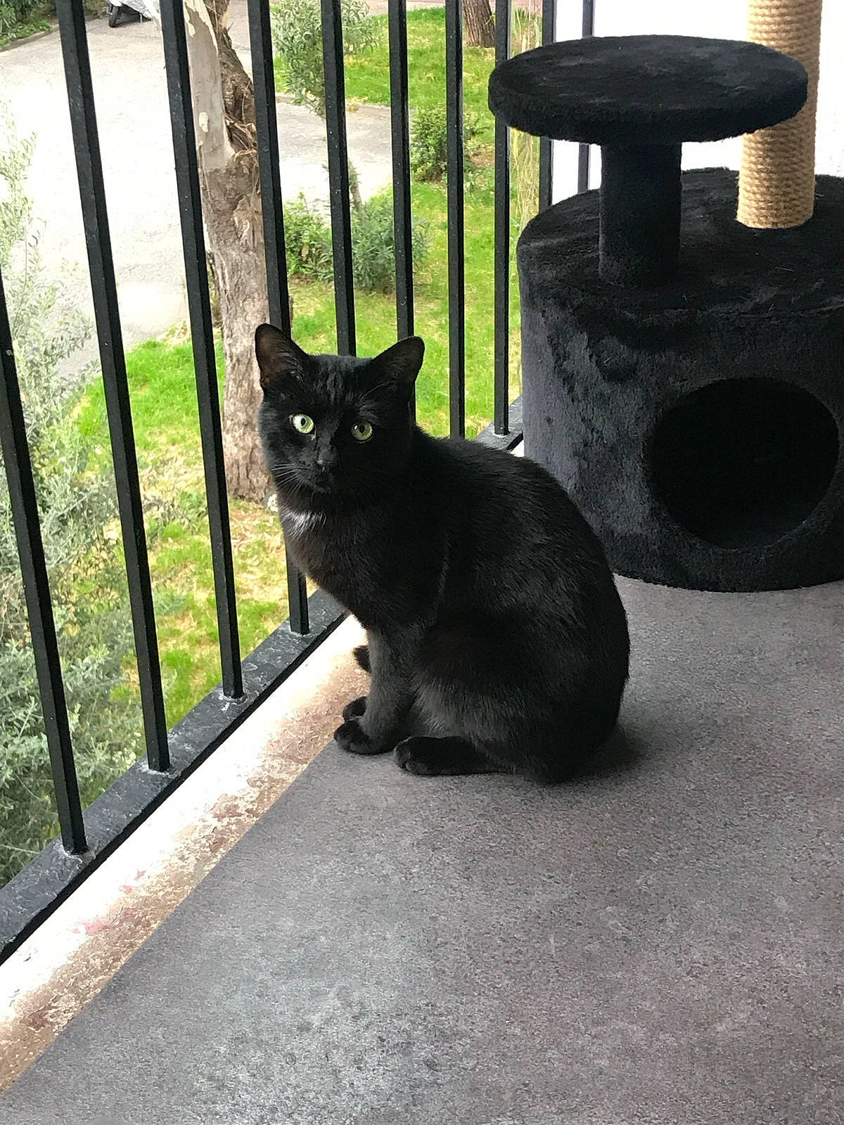 Zamatsu participe au concours pour gagner de l'argent avec cette photo : black_cat, bombay, carnivore, cat, cat_supply, domestic_short_haired_cat, felidae, fence, fur, grass, grey, pet_supply, plant, road_surface, small_to_medium_sized_cats, snout, tail, terrestrial_animal, tints_and_shades, whiskers