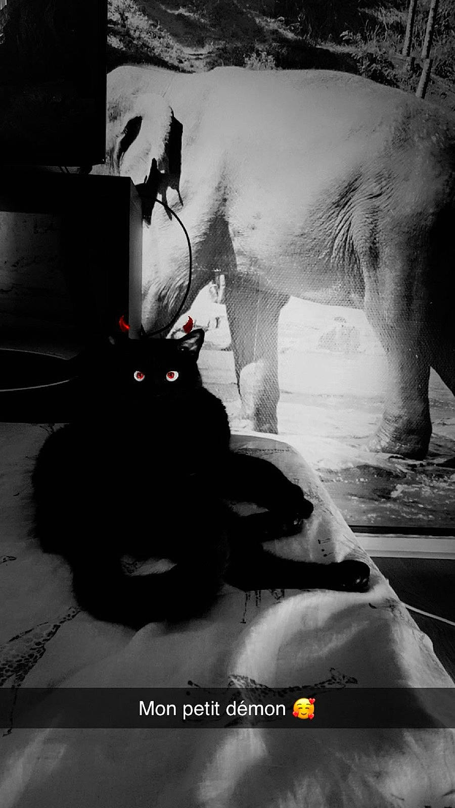 Zamatsu a rejoint le concours — aidez-le/la à gagner de superbes lots ! black_and_white, black_cat, carnivore, cat, darkness, domestic_short_haired_cat, felidae, fur, monochrome, monochrome_photography, photo_caption, shadow, small_to_medium_sized_cats, snout, still_life_photography, tail, terrestrial_animal, whiskers, window, winter