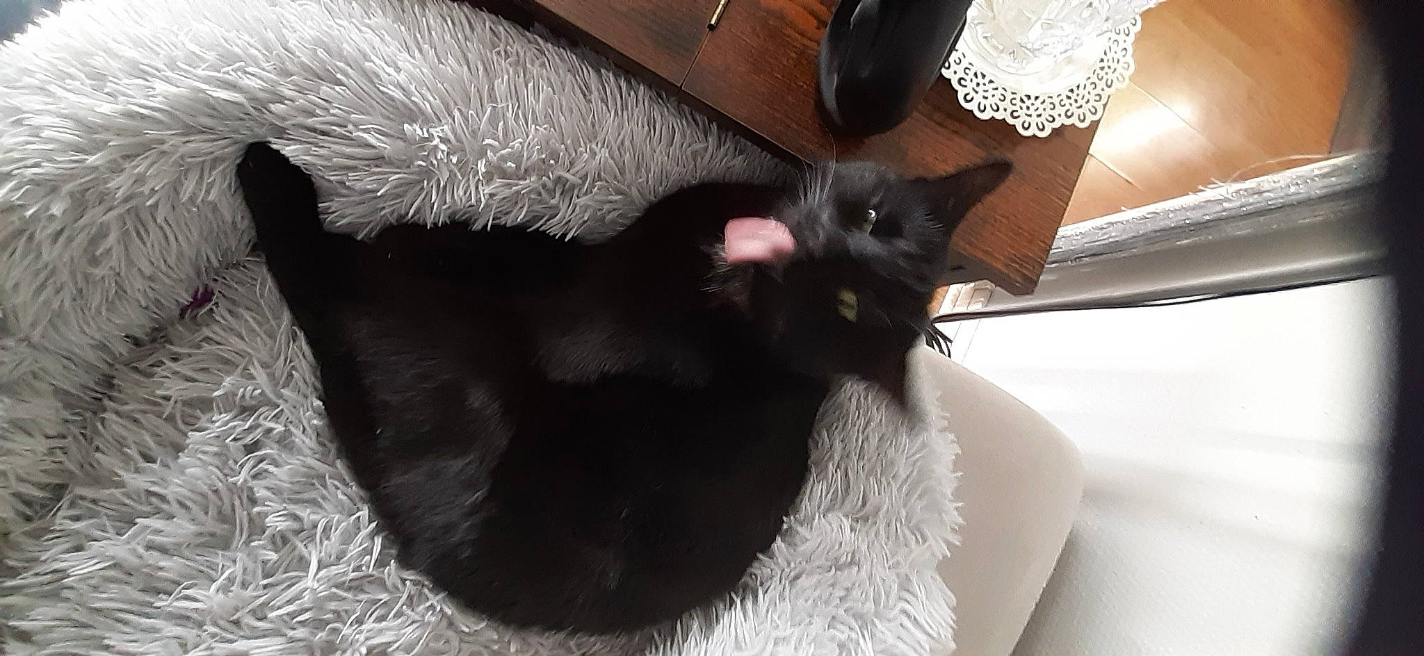 Zamatsu participe au concours pour gagner de l'argent avec cette photo : black_cat, bombay, carnivore, cat, cat_supply, claw, comfort, domestic_short_haired_cat, felidae, foot, fur, human_leg, mammal, paw, small_to_medium_sized_cats, snout, tail, terrestrial_animal, whiskers