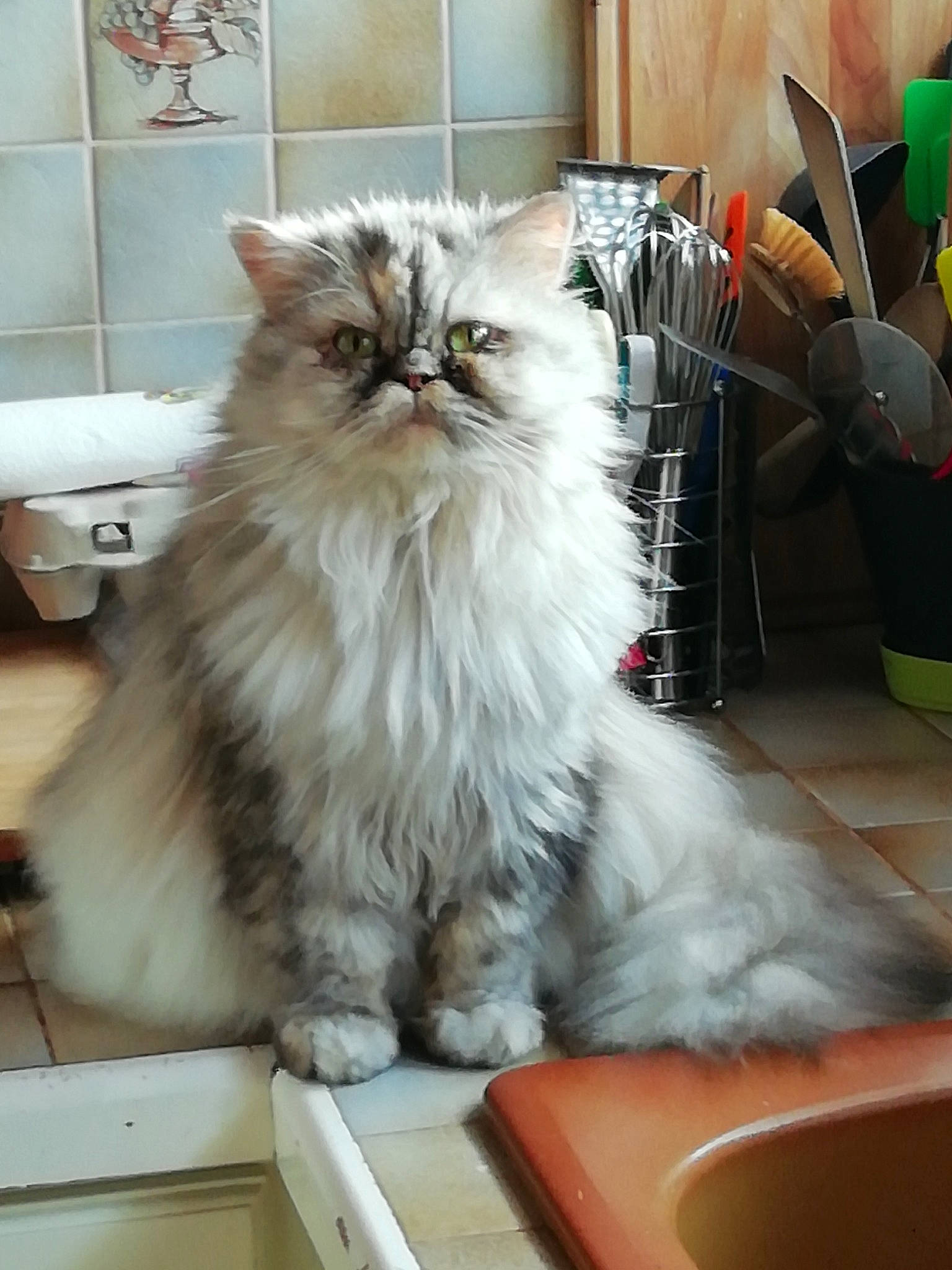 Myla participe au concours pour gagner de l'argent avec cette photo : british_longhair, carnivore, cat, felidae, fur, persian, plant, sitting, small_to_medium_sized_cats, snout, terrestrial_animal, whiskers
