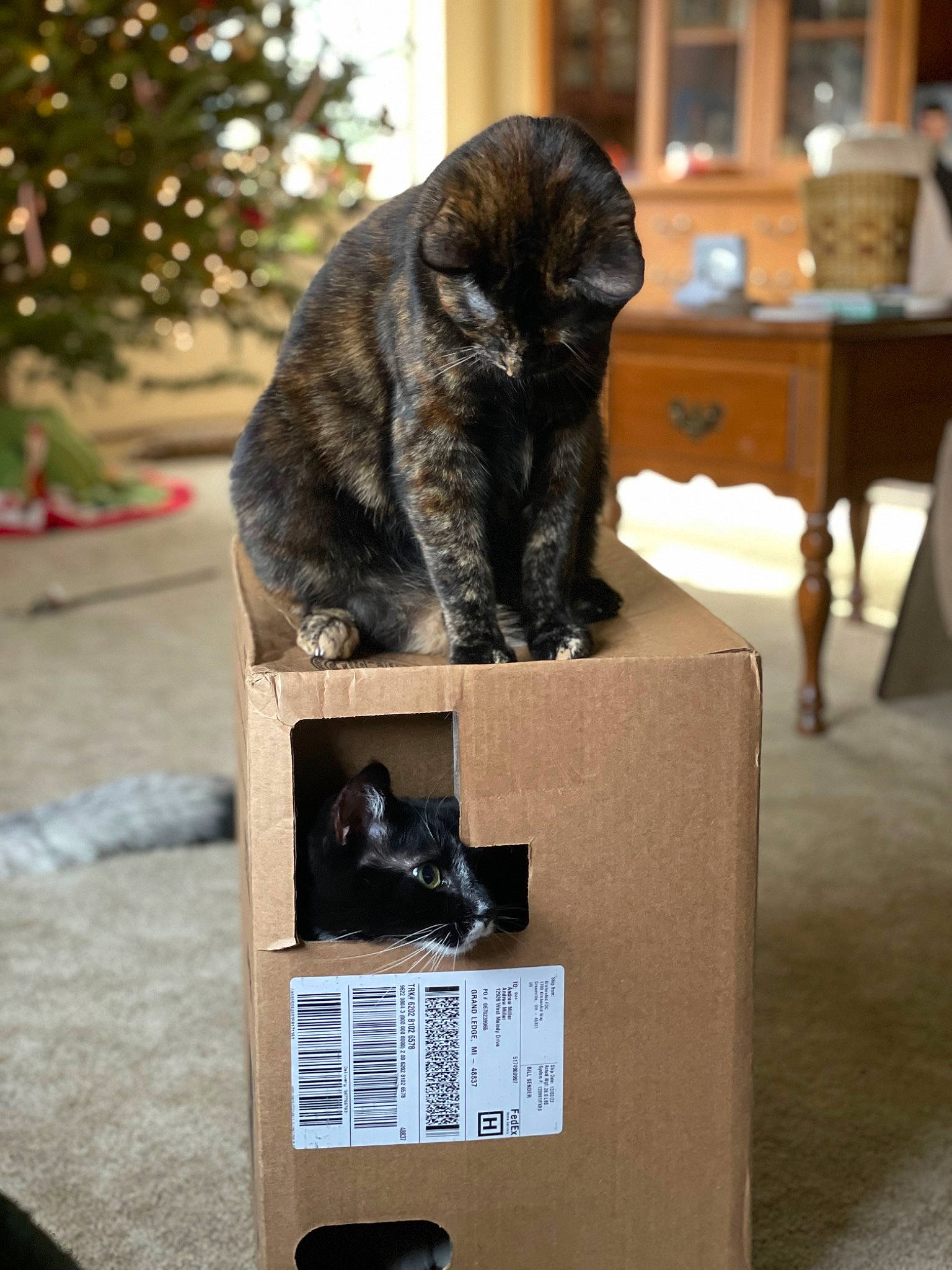 Maria Tortilla joined the competition — help win amazing prizes! art, carnivore, cat, domestic_short_haired_cat, felidae, font, fur, pet_supply, plant, sculpture, sitting, small_to_medium_sized_cats, statue, tail, terrestrial_animal, tree, whiskers, wood