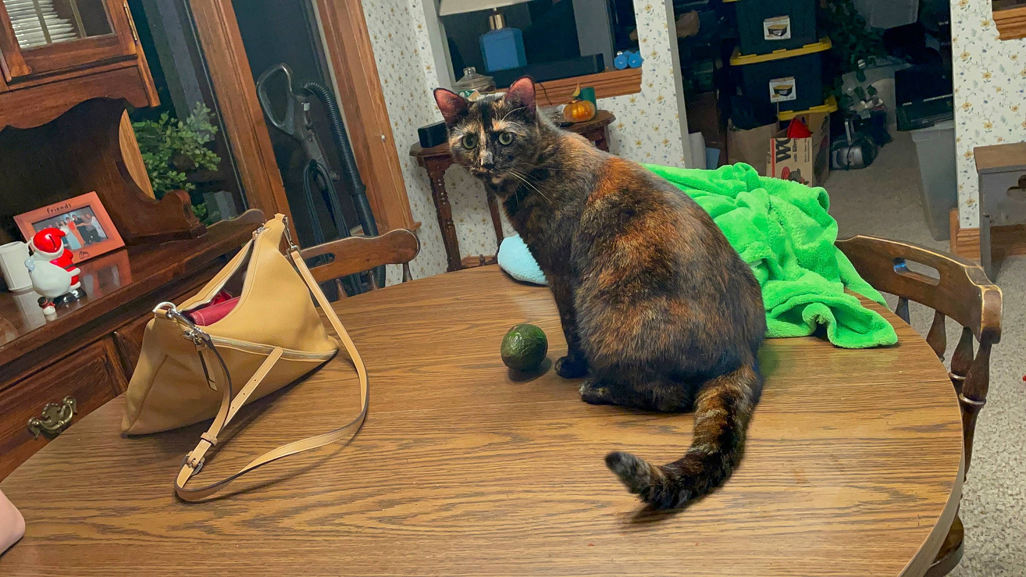 Maria Tortilla joined the competition — help win amazing prizes! basket, carnivore, cat, domestic_short_haired_cat, door, event, felidae, flooring, fur, hardwood, paw, room, small_to_medium_sized_cats, table, tail, terrestrial_animal, whiskers, wicker, wood, wood_flooring