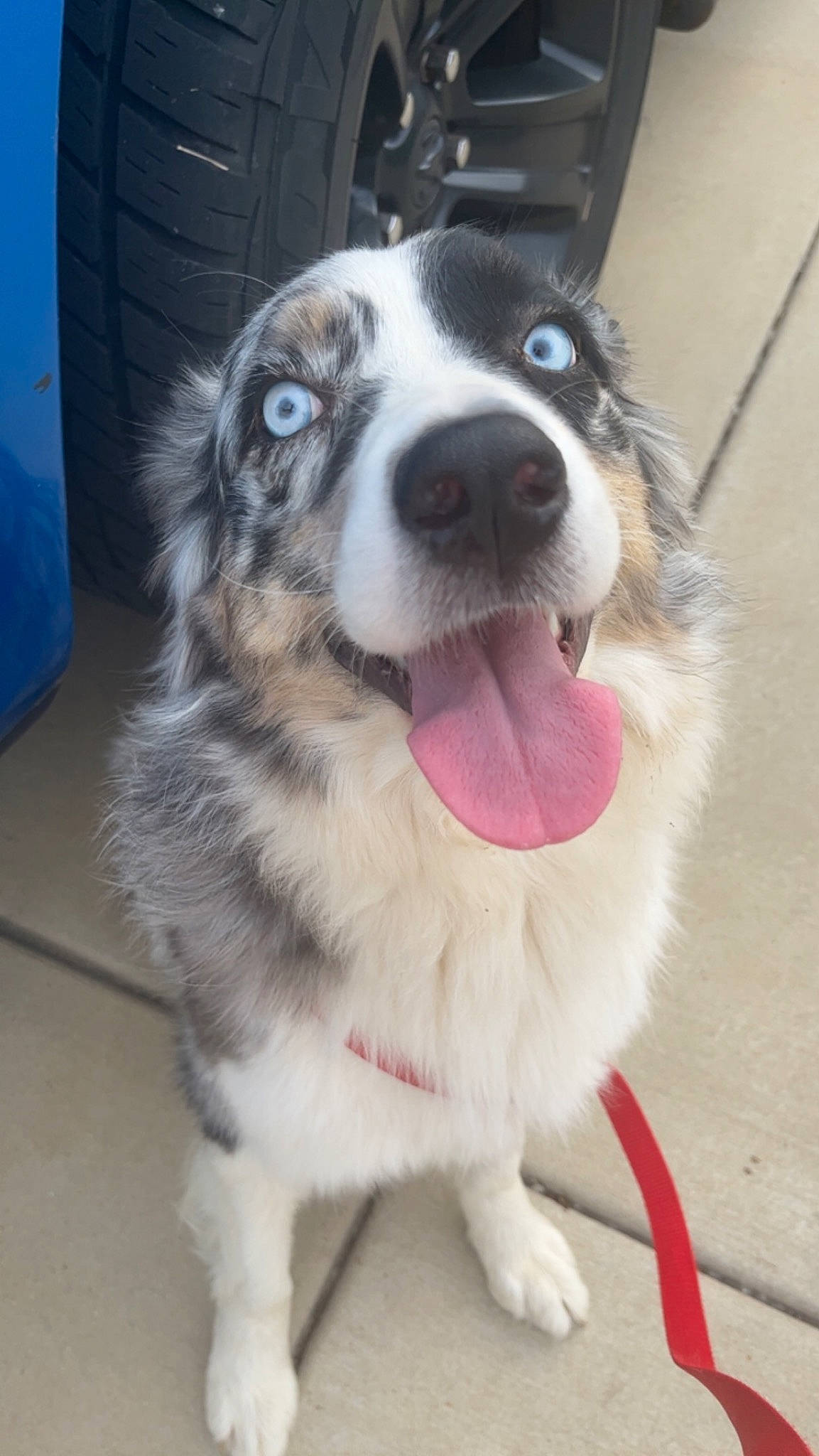 Patches joined the competition — help win amazing prizes! canidae, carnivore, collar, companion_dog, dog, dog_breed, dog_collar, flooring, foot, fur, head, herding_dog, paw, pet_supply, puppy, snout, sporting_group, whiskers, working_animal, working_dog