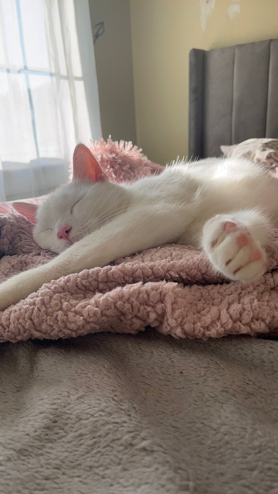 Howie joined the competition — help win amazing prizes! bed, bedding, carnivore, cat, comfort, curtain, fawn, felidae, flooring, foot, fur, grey, linens, paw, small_to_medium_sized_cats, snout, tail, whiskers, window, wood