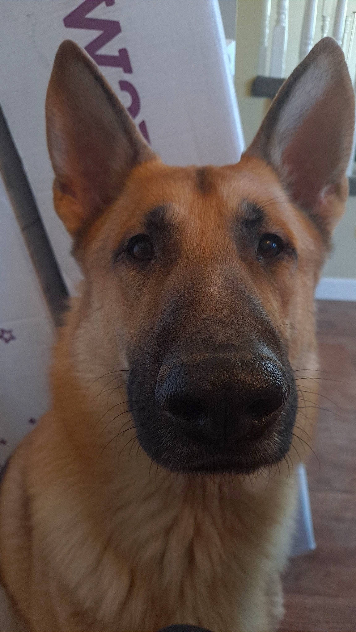 Kobe is registered to the contest to win money with this photo: canidae, carnivore, companion_dog, dog, dog_breed, door, ear, east_european_shepherd, fawn, fur, german_shepherd_dog, herding_dog, jaw, old_german_shepherd_dog, snout, sporting_group, terrestrial_animal, whiskers, working_animal, working_dog