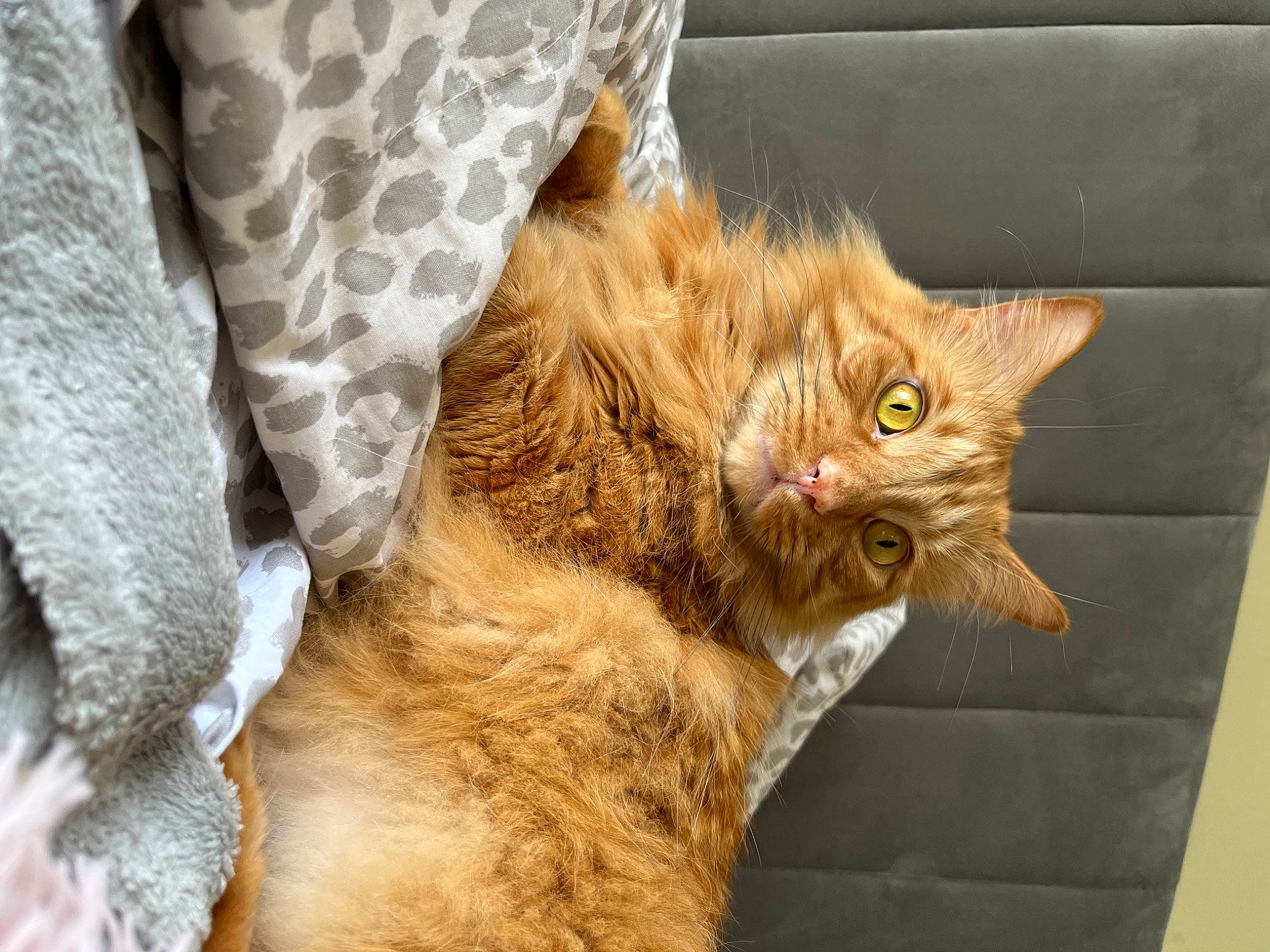 Oppie joined the competition — help win amazing prizes! carnivore, cat, claw, comfort, domestic_short_haired_cat, fawn, felidae, fur, pattern, paw, small_to_medium_sized_cats, tail, terrestrial_animal, whiskers, window