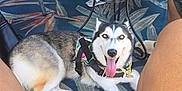 Kbella is registered to the contest to win money with this photo: dog, husky, blue_eyes, outdoor, rug, furniture, table, chair, legs, people, casual, relaxed, patio, harness, tongue_out, smiling, summer, shoes, patterned, metal