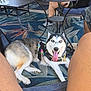 dog, husky, blue_eyes, outdoor, rug, furniture, table, chair, legs, people, casual, relaxed, patio, harness, tongue_out, smiling, summer, shoes, patterned, metal