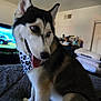 Kbella joined the competition — help win amazing prizes! dog, husky, pet, animal, indoors, bed, tongue, happy, fur, ears, living_room, ceiling_fan, television, furniture, blanket, looking_away, companion, canine, domestic_animal, cute