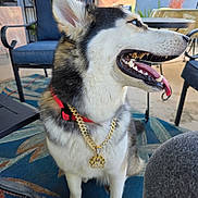 Kbella joined the competition — help win amazing prizes! dog, husky, pet, outdoor, collar, chain, paw_pendant, tongue_out, sitting, fur, blue_eyes, patio, chair, table, rug, sunlight, happy, animal, canine, backyard