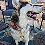 dog, husky, pet, outdoor, collar, chain, paw_pendant, tongue_out, sitting, fur, blue_eyes, patio, chair, table, rug, sunlight, happy, animal, canine, backyard