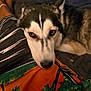Kbella is registered to the contest to win money with this photo: dog, husky, pet, animal, resting, bed, blanket, fabric, colorful, orange, green, black, white, fur, close_up, indoor, person, legs, calm, expression