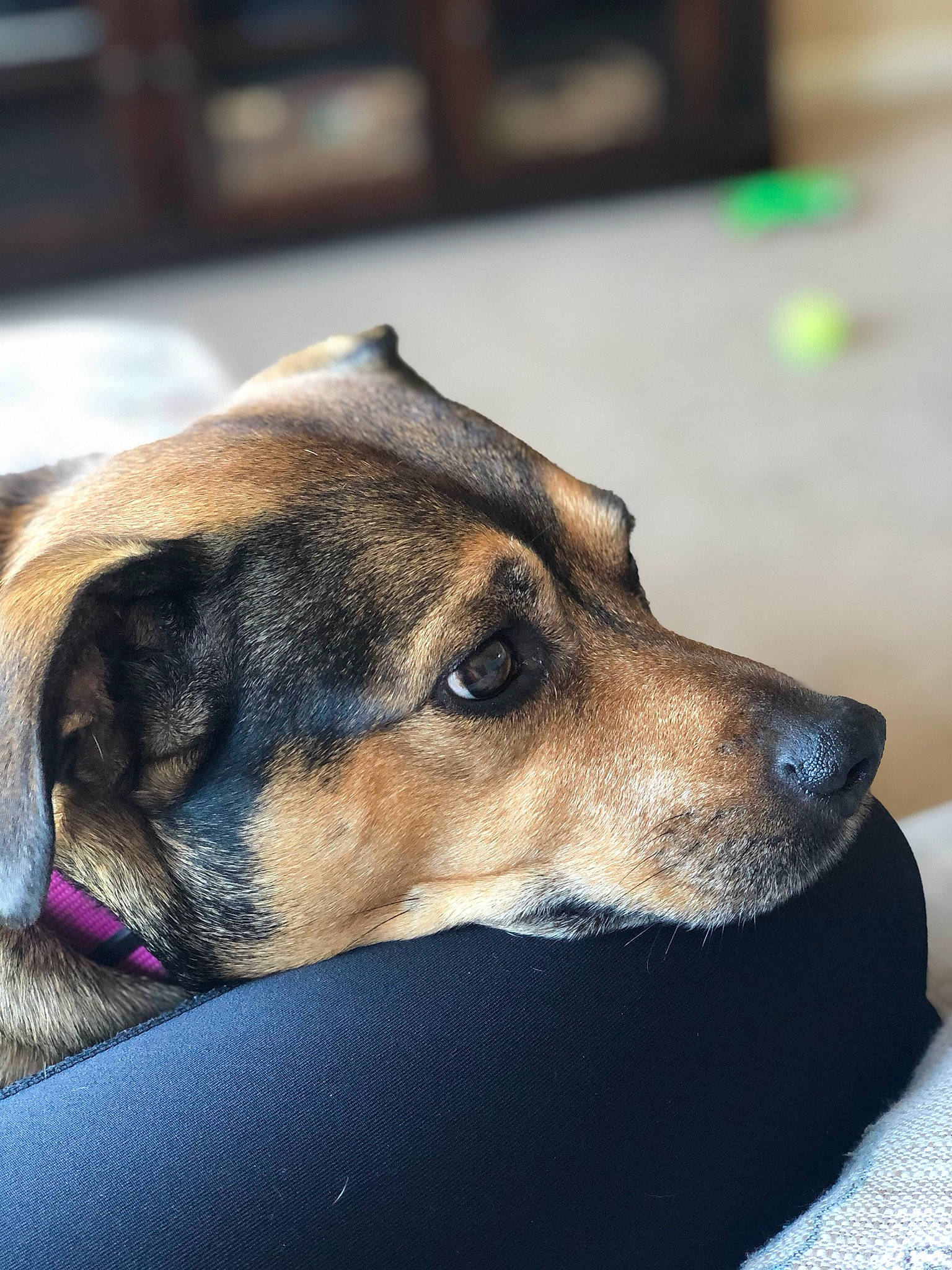 Ginger is registered to the contest to win money with this photo: canidae, carnivore, dog, dog_breed, ear, eye, fawn, german_pinscher, miniature_pinscher, nose, paw, potcake_dog, puppy, snout, whiskers