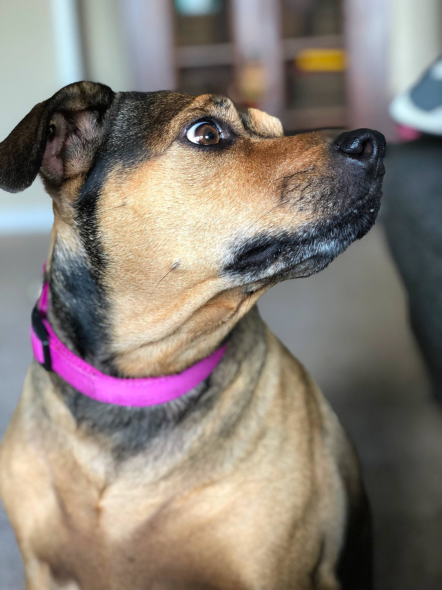 Ginger is registered to the contest to win money with this photo: canidae, carnivore, collar, dog, dog_breed, dog_collar, ear, fawn, mammal, potcake_dog, rare_breed_dog, snout, sporting_group, vertebrate, whiskers