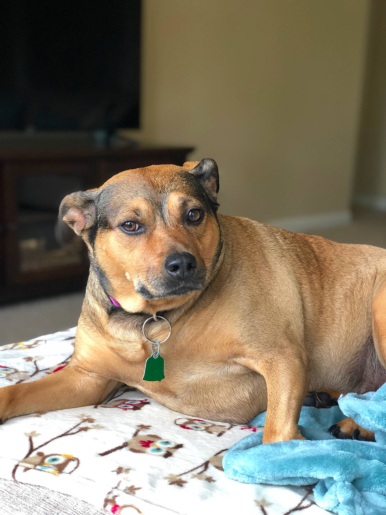 Ginger is registered to the contest to win money with this photo: canidae, carnivore, dog, dog_breed, ear, eye, fawn, mammal, nose, paw, potcake_dog, puppy, skin, snout, sporting_group, whiskers