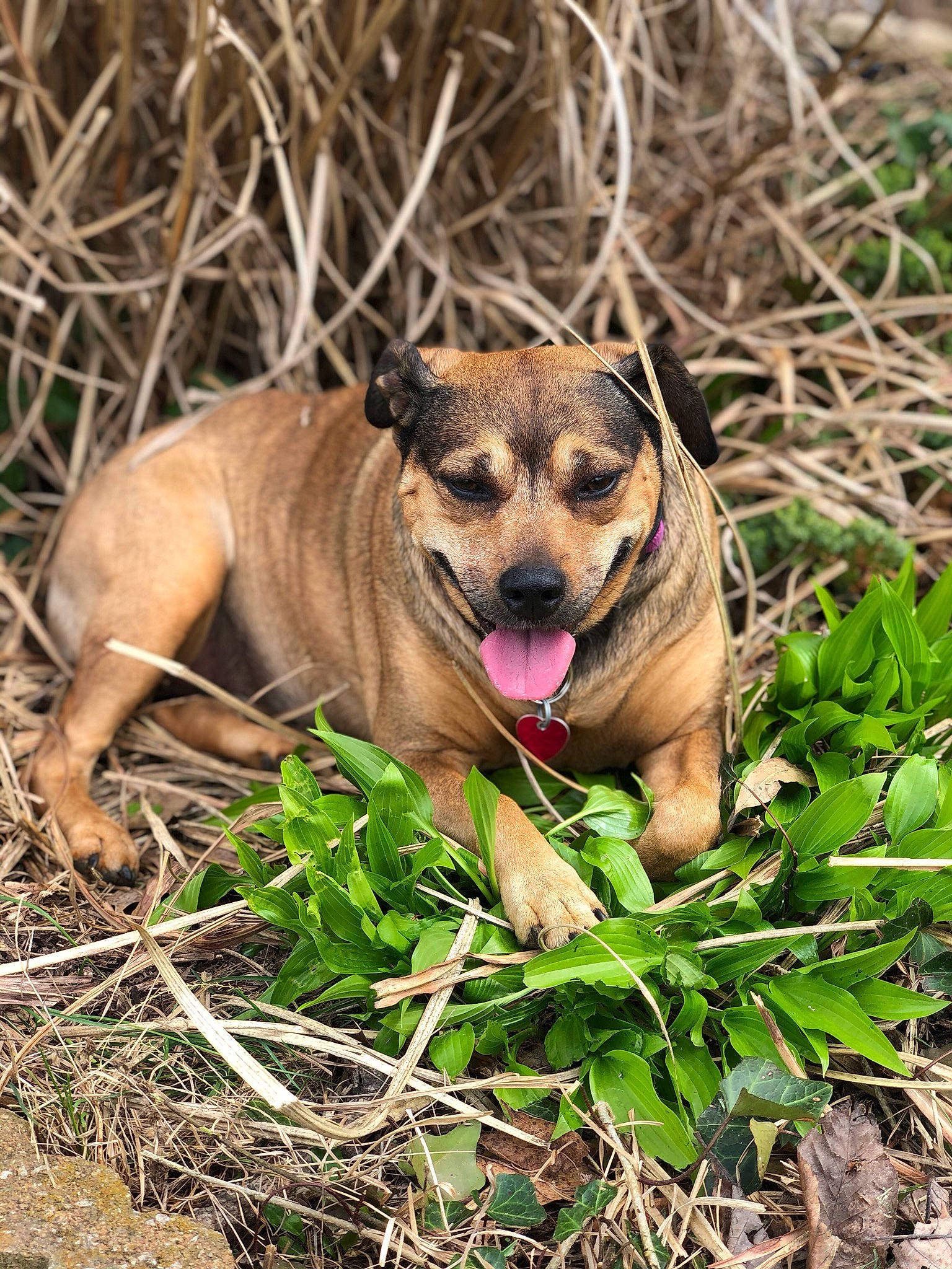 Ginger joined the competition — help win amazing prizes! canidae, carnivore, dog, dog_breed, fawn, grass, mammal, mountain_cur, plant, puppy, snout, sporting_group, wildlife