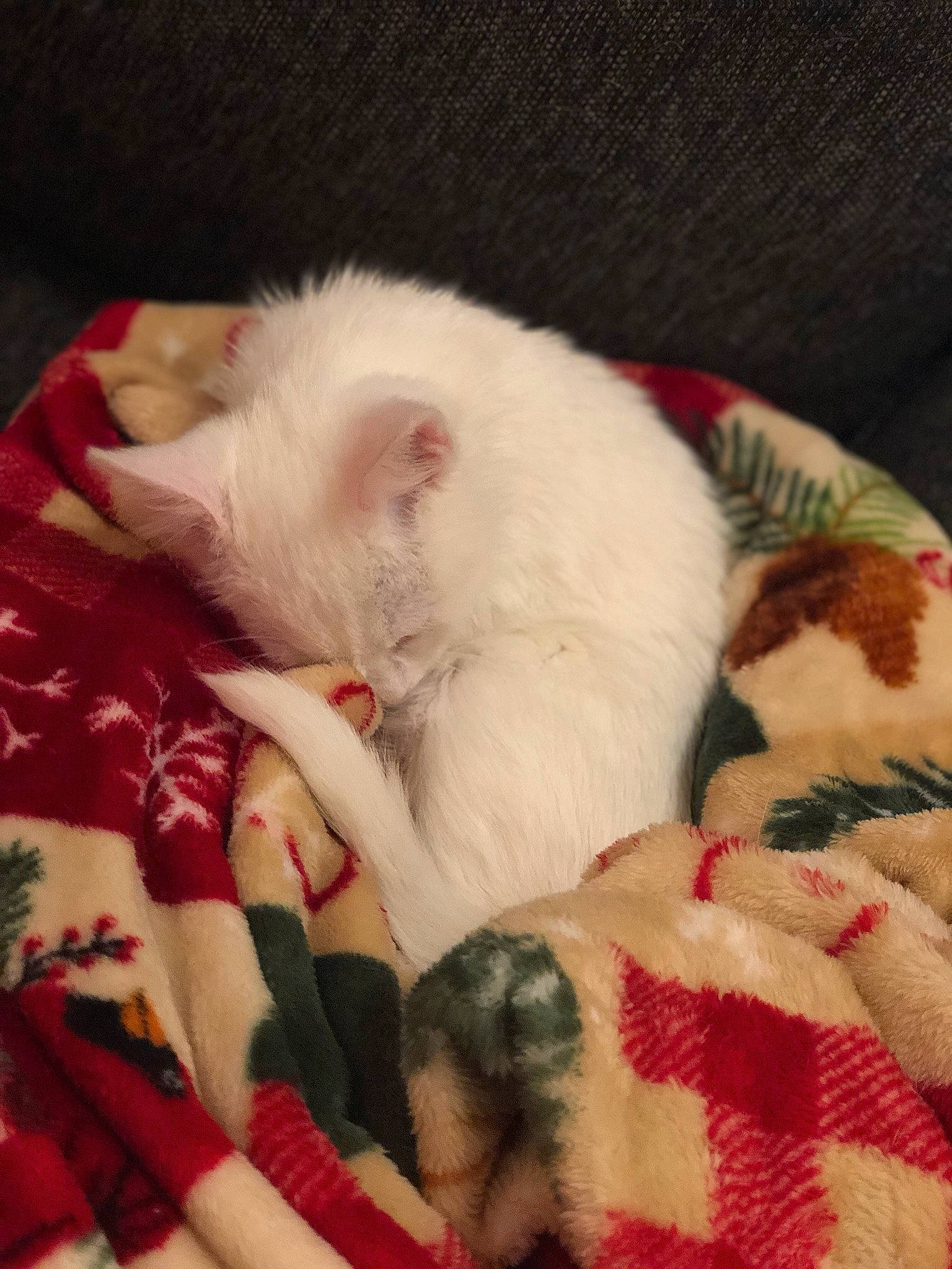 Winter is registered to the contest to win money with this photo: canidae, carnivore, cat, dog_breed, fawn, felidae, fur, khao_manee, kitten, mammal, nap, puppy, ragdoll, small_to_medium_sized_cats, tail, turkish_angora, turkish_van, whiskers