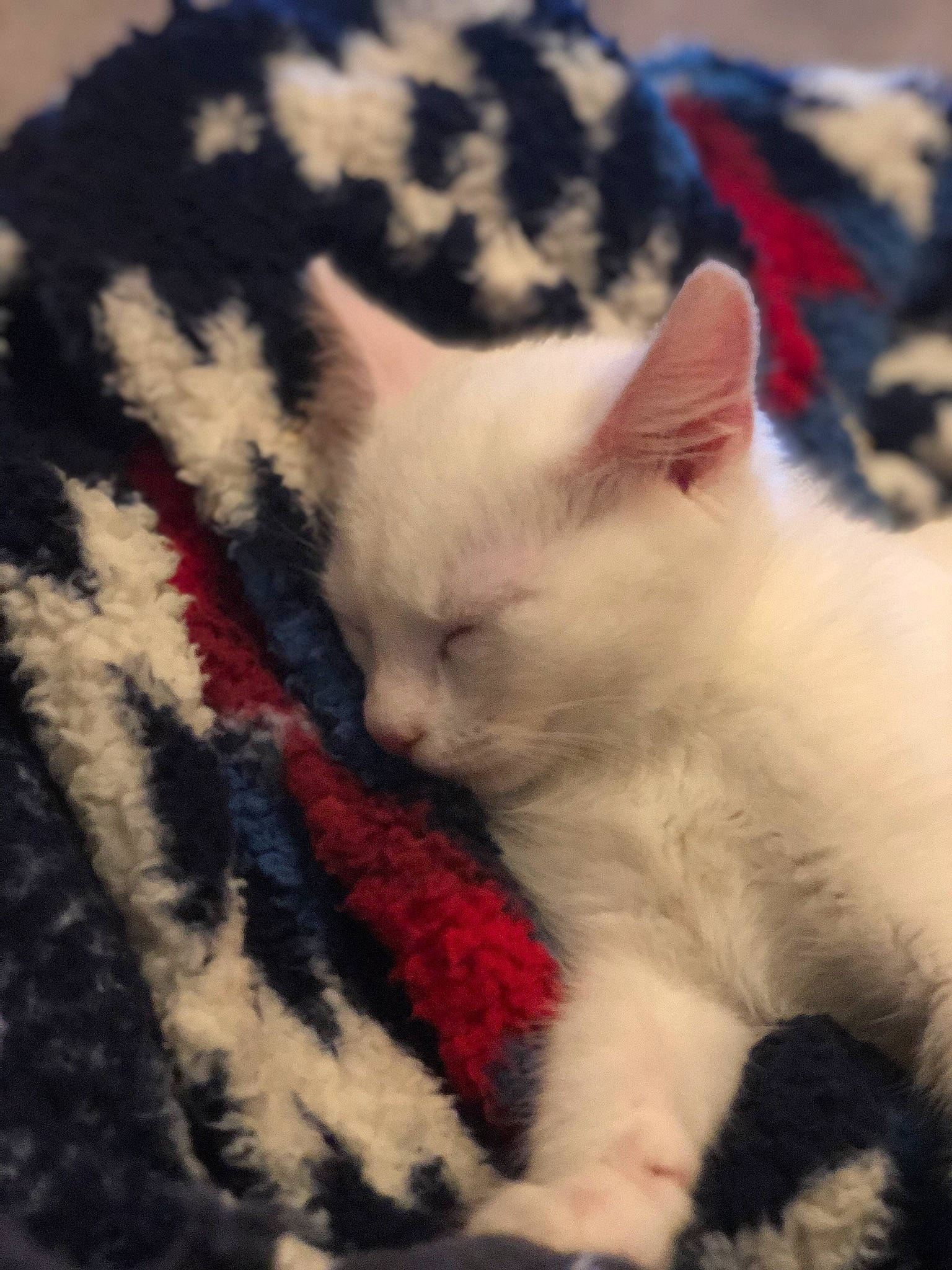 Winter joined the competition — help win amazing prizes! american_wirehair, asian, carnivore, cat, colorpoint_shorthair, domestic_short_haired_cat, felidae, fur, german_rex, japanese_bobtail, kitten, mammal, nap, polydactyl_cat, small_to_medium_sized_cats, snout, turkish_angora, turkish_van, vertebrate, whiskers