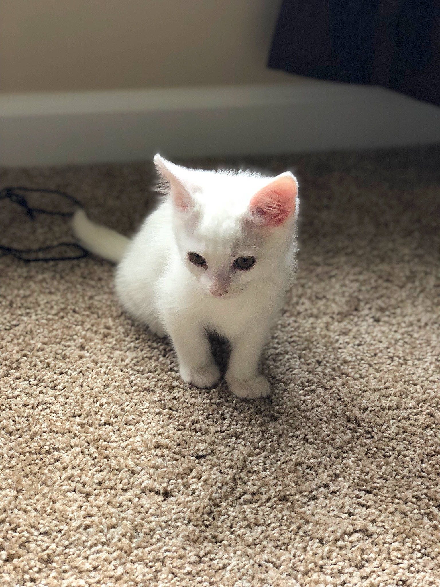 Winter joined the competition — help win amazing prizes! burmilla, carnivore, cat, colorpoint_shorthair, domestic_short_haired_cat, eye, fawn, felidae, fur, khao_manee, kitten, mammal, nose, ragdoll, skin, small_to_medium_sized_cats, tail, turkish_angora, turkish_van, whiskers