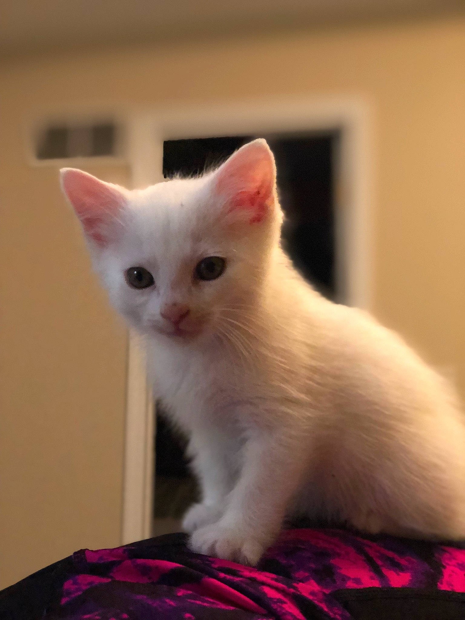 Winter joined the competition — help win amazing prizes! asian, burmilla, carnivore, cat, colorpoint_shorthair, domestic_short_haired_cat, fawn, felidae, fur, japanese_bobtail, khao_manee, kitten, mammal, ragdoll, small_to_medium_sized_cats, tail, turkish_angora, turkish_van, vertebrate, whiskers