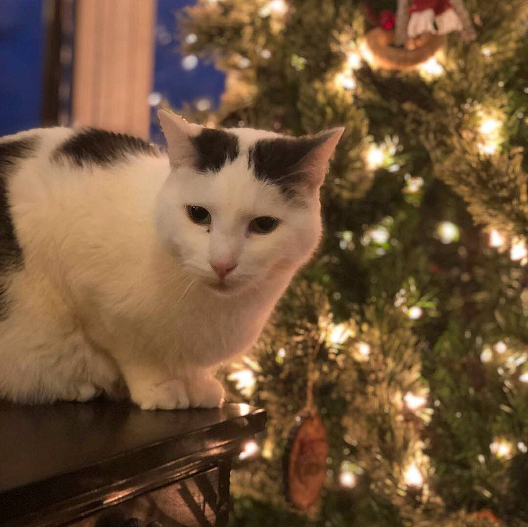 Simon Peter joined the competition — help win amazing prizes! aegean_cat, branch, carnivore, cat, christmas, christmas_tree, domestic_long_haired_cat, domestic_short_haired_cat, eye, felidae, fur, plant, ragdoll, sky, small_to_medium_sized_cats, snout, tree, turkish_angora, turkish_van, whiskers