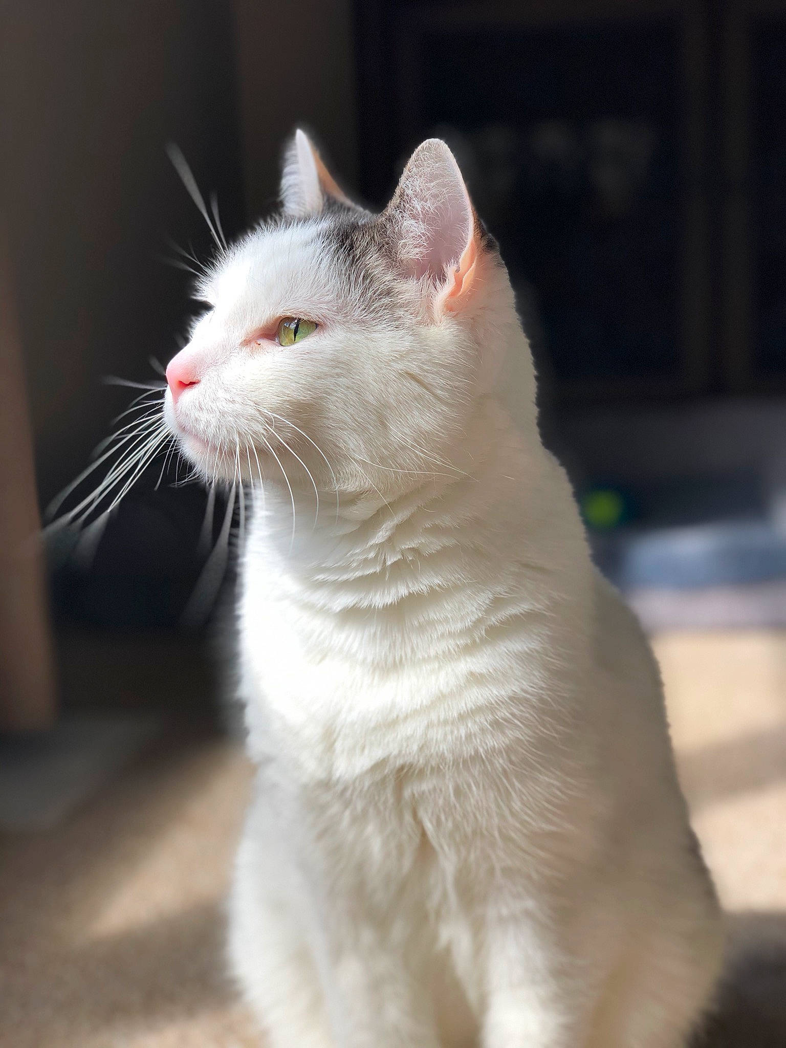 Simon Peter joined the competition — help win amazing prizes! aegean_cat, american_curl, asian, burmilla, carnivore, cat, colorpoint_shorthair, domestic_short_haired_cat, eye, felidae, fur, khao_manee, mammal, nose, small_to_medium_sized_cats, snout, turkish_angora, turkish_van, vertebrate, whiskers