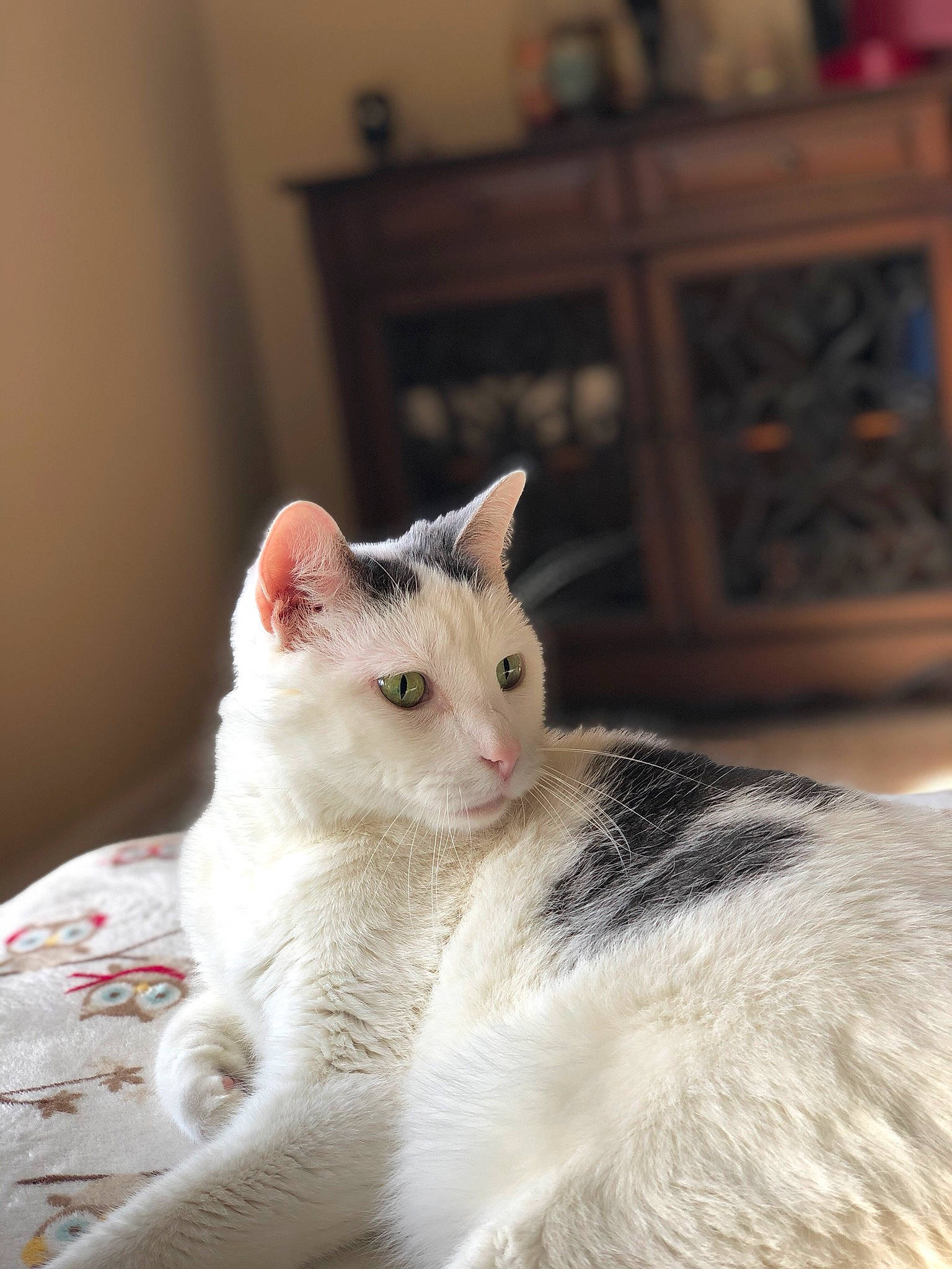 Simon Peter joined the competition — help win amazing prizes! aegean_cat, american_wirehair, asian, burmilla, carnivore, cat, colorpoint_shorthair, domestic_short_haired_cat, european_shorthair, eye, felidae, fur, khao_manee, kitten, mammal, small_to_medium_sized_cats, turkish_angora, turkish_van, vertebrate, whiskers