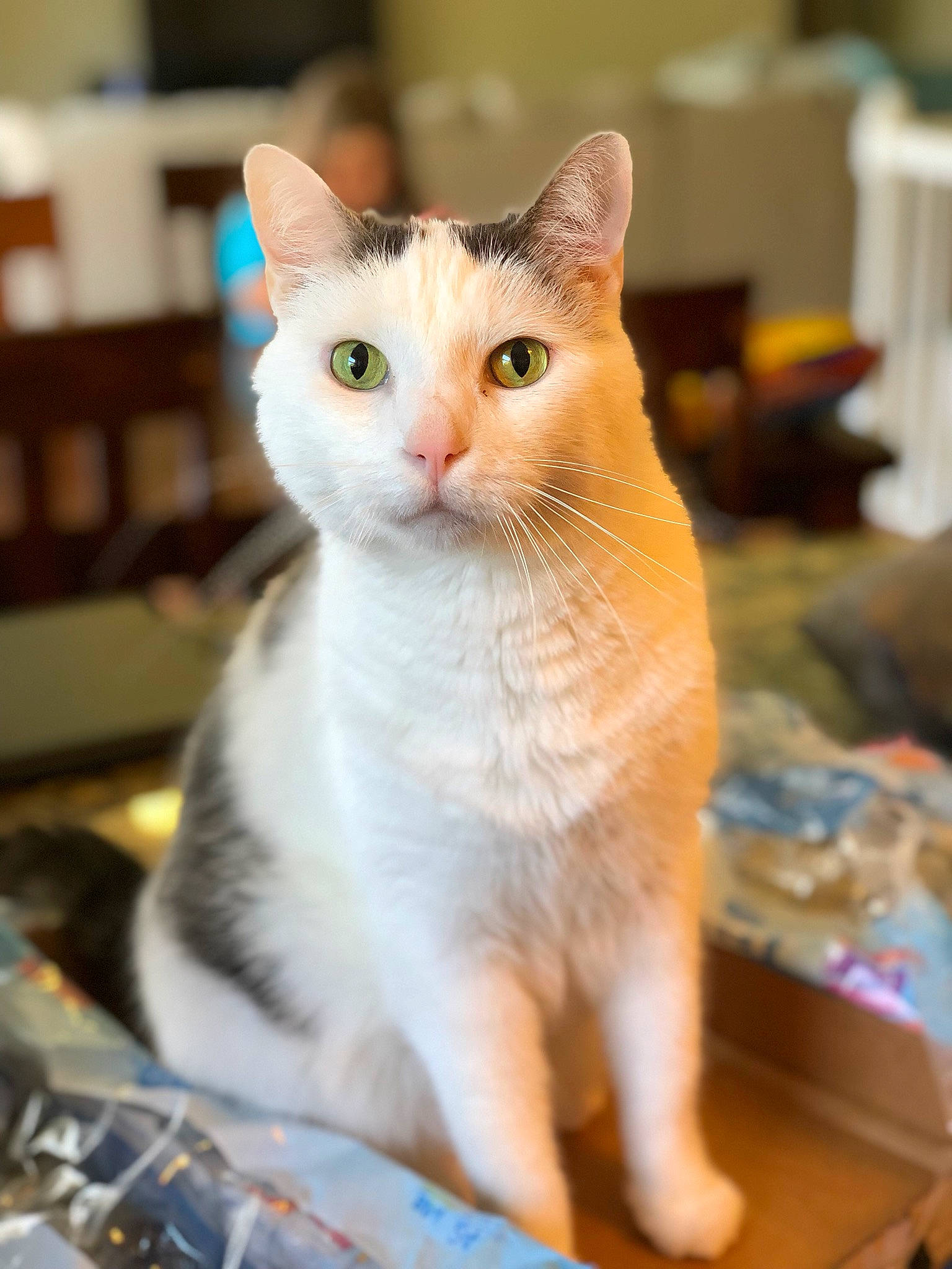 Simon Peter joined the competition — help win amazing prizes! aegean_cat, american_wirehair, asian, carnivore, cat, domestic_short_haired_cat, european_shorthair, eye, fawn, felidae, japanese_bobtail, mammal, small_to_medium_sized_cats, turkish_angora, turkish_van, whiskers