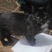 Lil Momma joined the competition — help win amazing prizes! black_cat, cat, close_up, curious, documents, eyes, feline, floor, fur, home, indoor, looking_up, papers, paws, pet, rug, standing, tongue, whiskers, wooden_floor