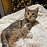 Autumn Day joined the competition — help win amazing prizes! kitten, cat, animal, pet, feline, tabby, tricolor, lying_down, blanket, bed, christmas_tree, christmas_lights, festive, indoor, portrait, close_up, fluffy, whiskers, wide_eyes, holiday