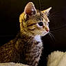 Autumn Day is registered to the contest to win money with this photo: cat, tabby, feline, pet, animal, portrait, profile, whiskers, ears, fur, striped_fur, green_eyes, sitting, indoor, blanket, couch, closeup, calm, alert, cute