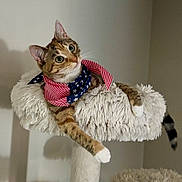 Autumn Day is registered to the contest to win money with this photo: cat, tabby_cat, pet, animal, portrait, fluffy, cat_tree, scratching_post, scarf, american_flag, stars_and_stripes, striped, brown, white, green_eyes, whiskers, ears, tail, indoor, sitting