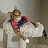 cat, tabby_cat, pet, animal, portrait, fluffy, cat_tree, scratching_post, scarf, american_flag, stars_and_stripes, striped, brown, white, green_eyes, whiskers, ears, tail, indoor, sitting