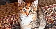 Autumn Day is registered to the contest to win money with this photo: kitten, cat, pet, animal, sitting, indoors, rug, carpet, wooden_floor, kitchen, cabinet, tabby, white_chest, fluffy, ears, whiskers, eyes, portrait, cute, home