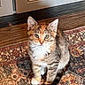 kitten, cat, pet, animal, sitting, indoors, rug, carpet, wooden_floor, kitchen, cabinet, tabby, white_chest, fluffy, ears, whiskers, eyes, portrait, cute, home