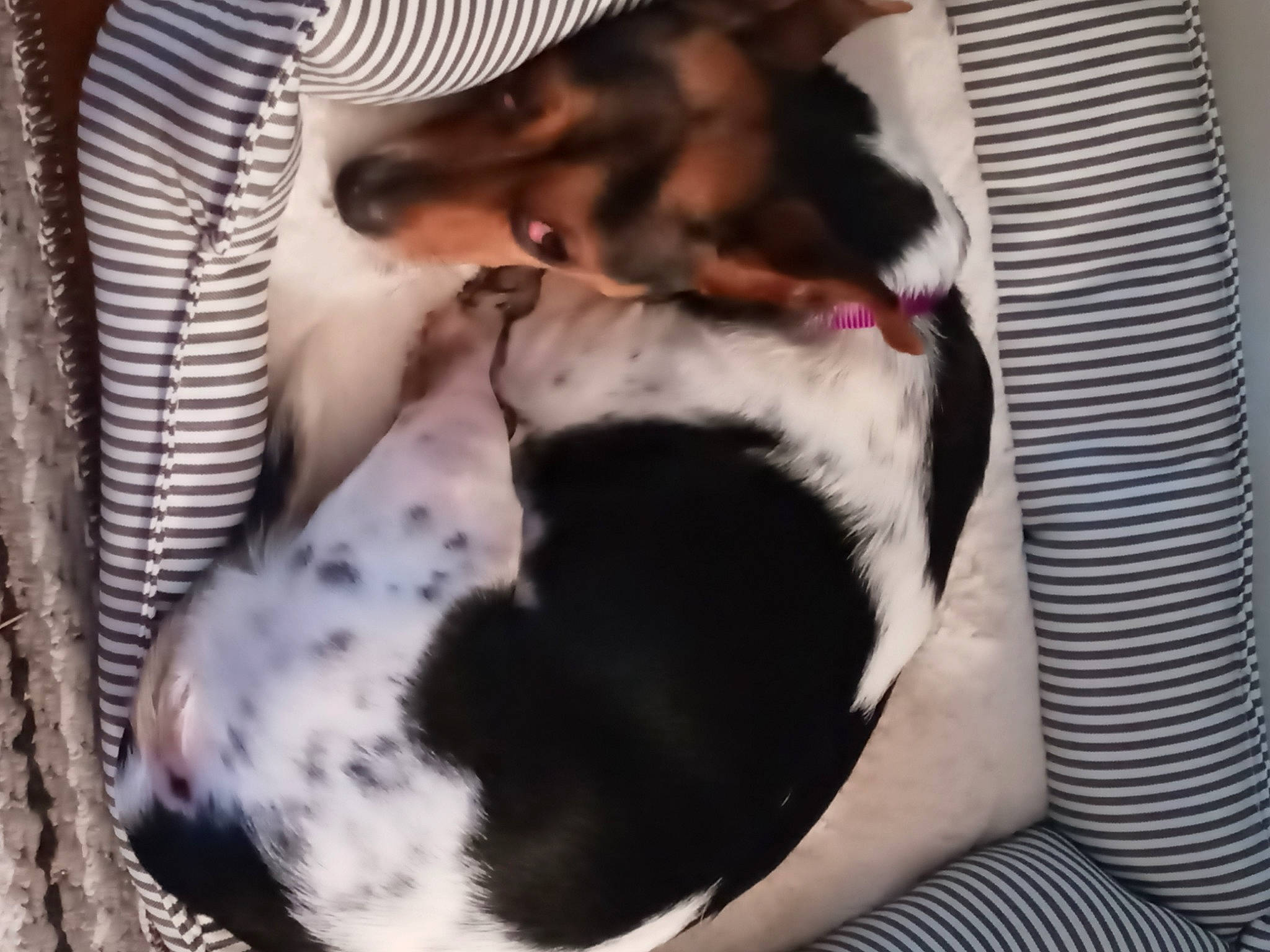 Piper is registered to the contest to win money with this photo: boston_terrier, canidae, carnivore, coonhound, dog, dog_breed, ear, nap, non_sporting_group, puppy, puppy_love, treeing_walker_coonhound