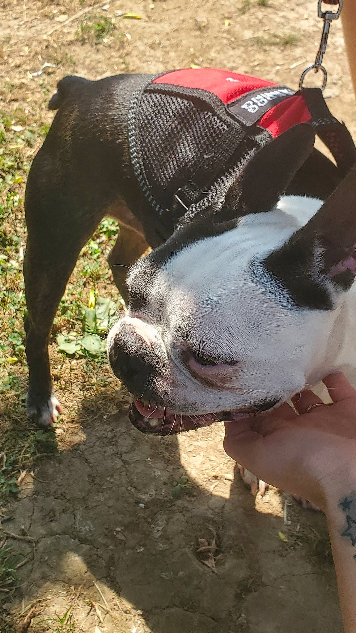 Foster is registered to the contest to win money with this photo: american_bulldog, american_pit_bull_terrier, american_staffordshire_terrier, boston_terrier, canidae, carnivore, companion_dog, dog, dog_breed, fawn, mammal, non_sporting_group, old_english_bulldog, olde_english_bulldogge, pit_bull, rare_breed_dog, snout, sporting_group, valley_bulldog, vertebrate