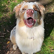 Brook a rejoint le concours — aidez-le/la à gagner de superbes lots ! dog, happy, outdoor, grass, path, sunlight, nature, animal, pet, smiling, fur, canine, nose, sitting, daylight, playful, muzzle, ears, tongue, friendly