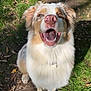 dog, happy, outdoor, grass, path, sunlight, nature, animal, pet, smiling, fur, canine, nose, sitting, daylight, playful, muzzle, ears, tongue, friendly