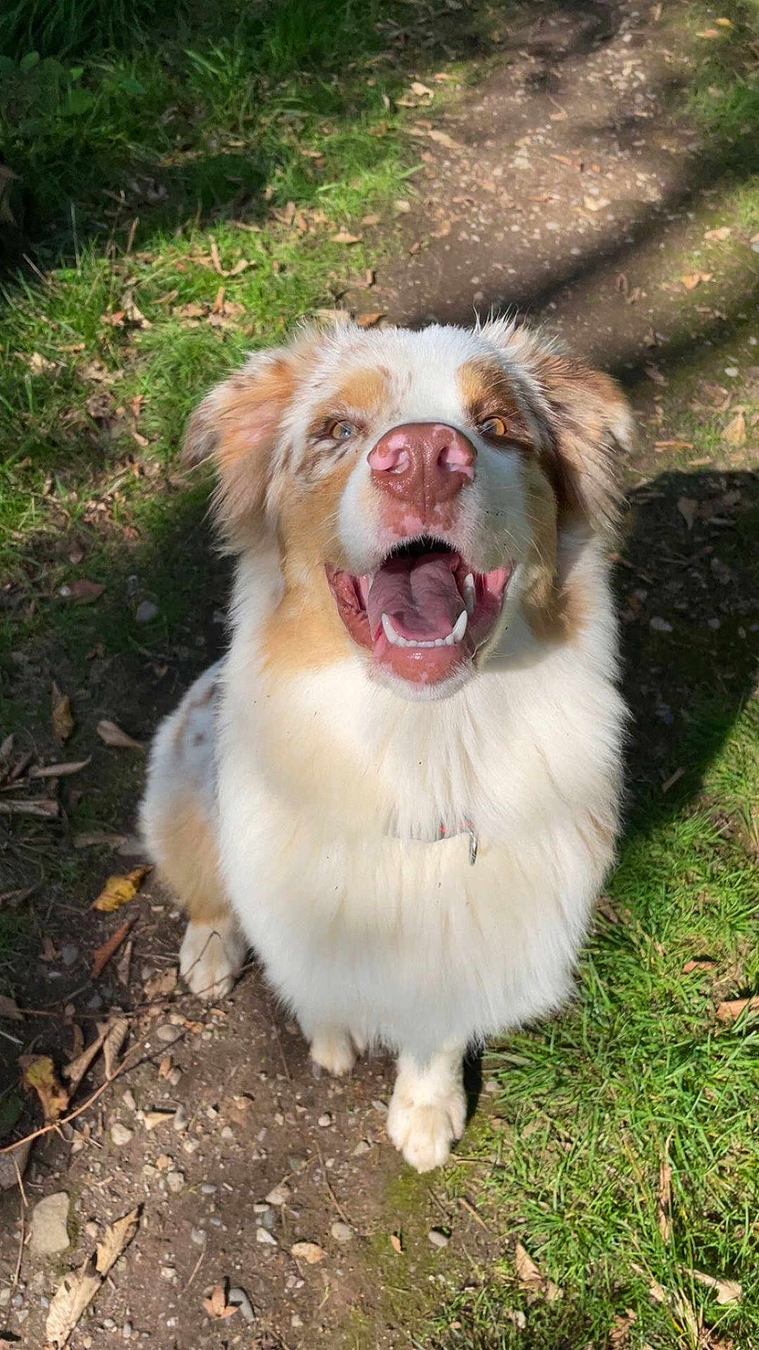 Brook a rejoint le concours — aidez-le/la à gagner de superbes lots ! dog, happy, outdoor, grass, path, sunlight, nature, animal, pet, smiling, fur, canine, nose, sitting, daylight, playful, muzzle, ears, tongue, friendly