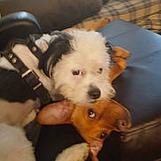 Snoopy And Norman is registered to the contest to win money with this photo: animal, black_and_white_dog, brown_dog, canine, close_up, companion, couch, cute, dog, domestic, ears, friendship, fur, furry, household, indoor, lying_down, pets, relaxed, resting