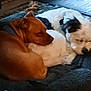 Snoopy And Norman is registered to the contest to win money with this photo: animal, black_patches, brown_dog, companions, cozy, cushion, cute, dog, domestic, floor, fur, furniture, indoor, nap, pet, relaxation, resting, sleeping, two_dogs, white_dog
