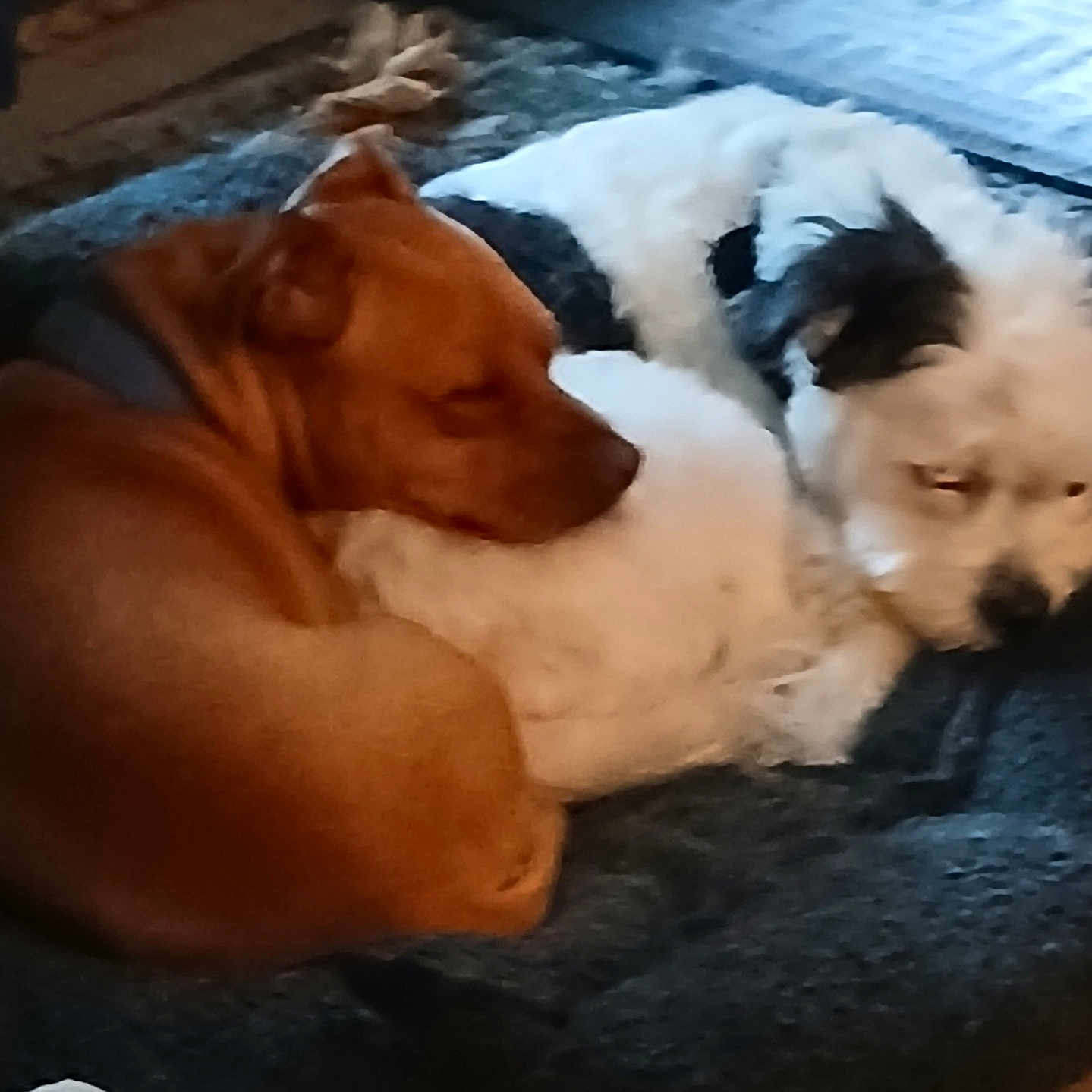 Snoopy And Norman is registered to the contest to win money with this photo: animal, black_patches, brown_dog, companions, cozy, cushion, cute, dog, domestic, floor, fur, furniture, indoor, nap, pet, relaxation, resting, sleeping, two_dogs, white_dog