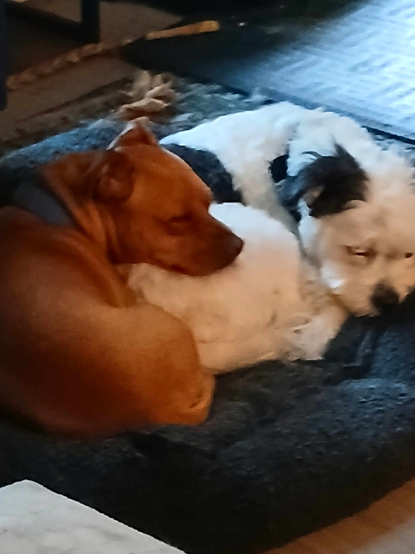 Snoopy And Norman is registered to the contest to win money with this photo: animal, black_patches, brown_dog, companions, cozy, cushion, cute, dog, domestic, floor, fur, furniture, indoor, nap, pet, relaxation, resting, sleeping, two_dogs, white_dog