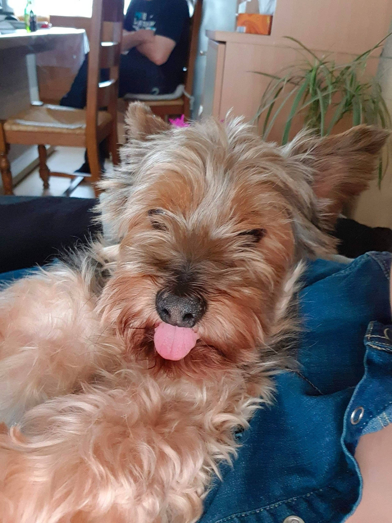 Bounty participe au concours pour gagner de l'argent avec cette photo : australian_silky_terrier, australian_terrier, cairn_terrier, canidae, carnivore, companion_dog, dog, dog_breed, dutch_smoushond, glen_of_imaal_terrier, mammal, morkie, norfolk_terrier, schnoodle, small_terrier, sporting_group, sporting_lucas_terrier, terrier, vertebrate, yorkshire_terrier