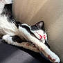 Jackson is registered to the contest to win money with this photo: cat, kitten, sleeping, black_and_white, paw, pink_nose, couch, furniture, cozy, relaxed, indoor, fur, whiskers, resting, closeup, pet, animal, soft, cute, nap