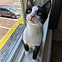 Jackson joined the competition — help win amazing prizes! cat, black_and_white, windowsill, curious, indoor, pet, feline, whiskers, golden_eyes, natural_light, window, car, parking_lot, domestic_animal, young_cat, looking_up, close_up, fur, animal, cute